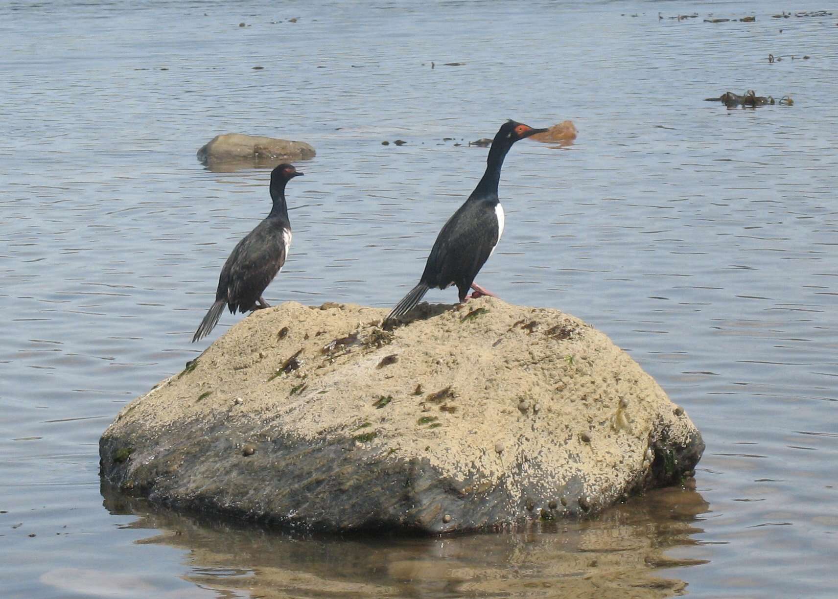 صورة Phalacrocorax magellanicus (Gmelin & JF 1789)