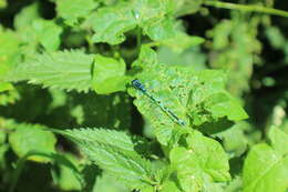 Image of Variable Bluet