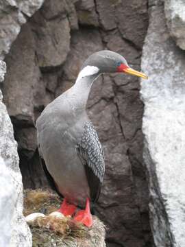 Plancia ëd Phalacrocorax gaimardi (Garnot 1828)