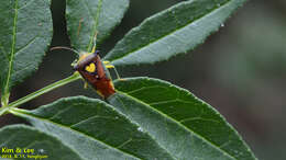 Image of Sastragala esakii Hasegawa 1959