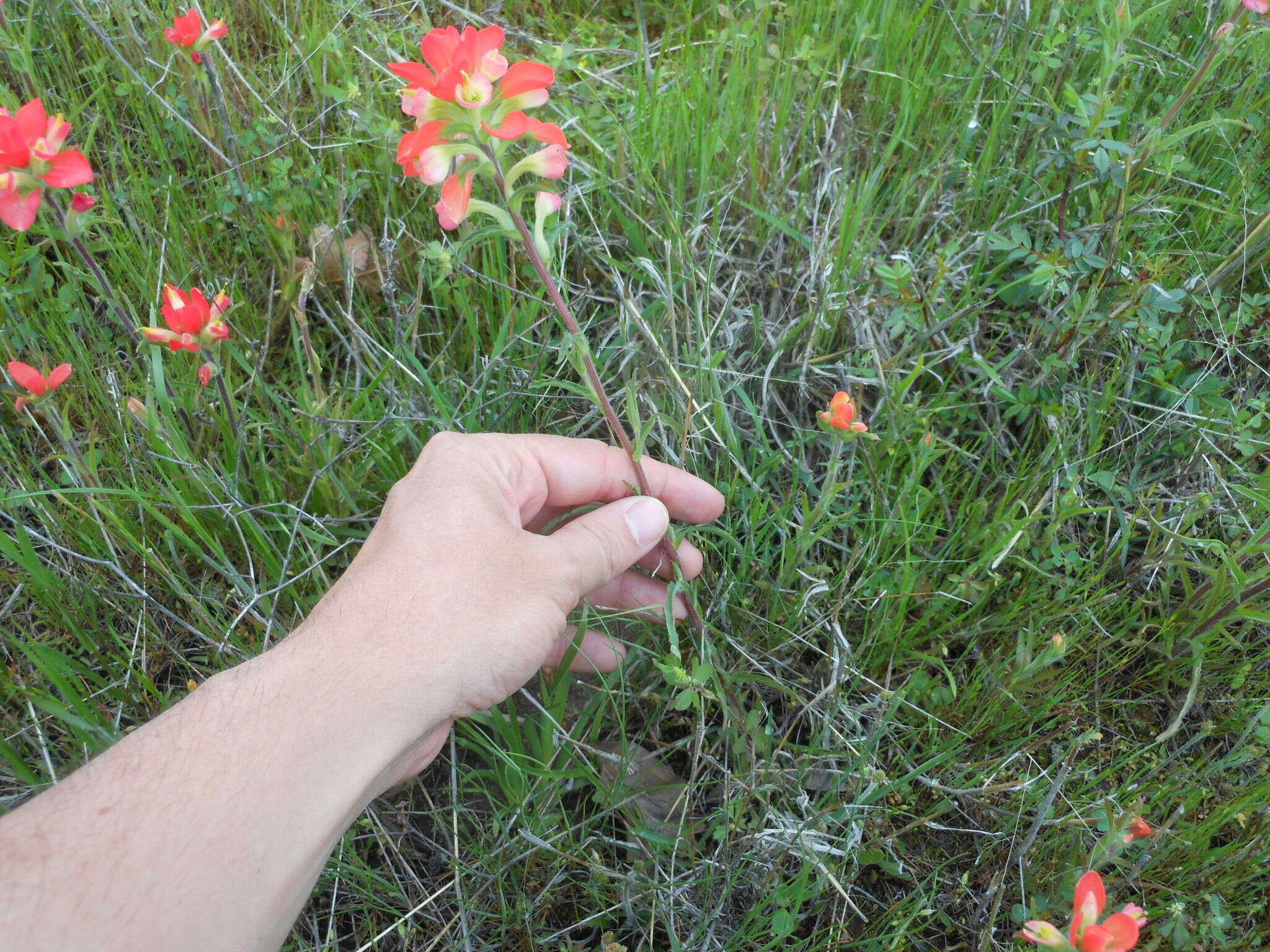 Image de Castilleja indivisa Engelm.