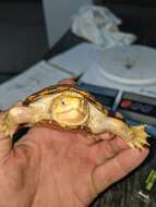 Image of Jalisco mud turtle