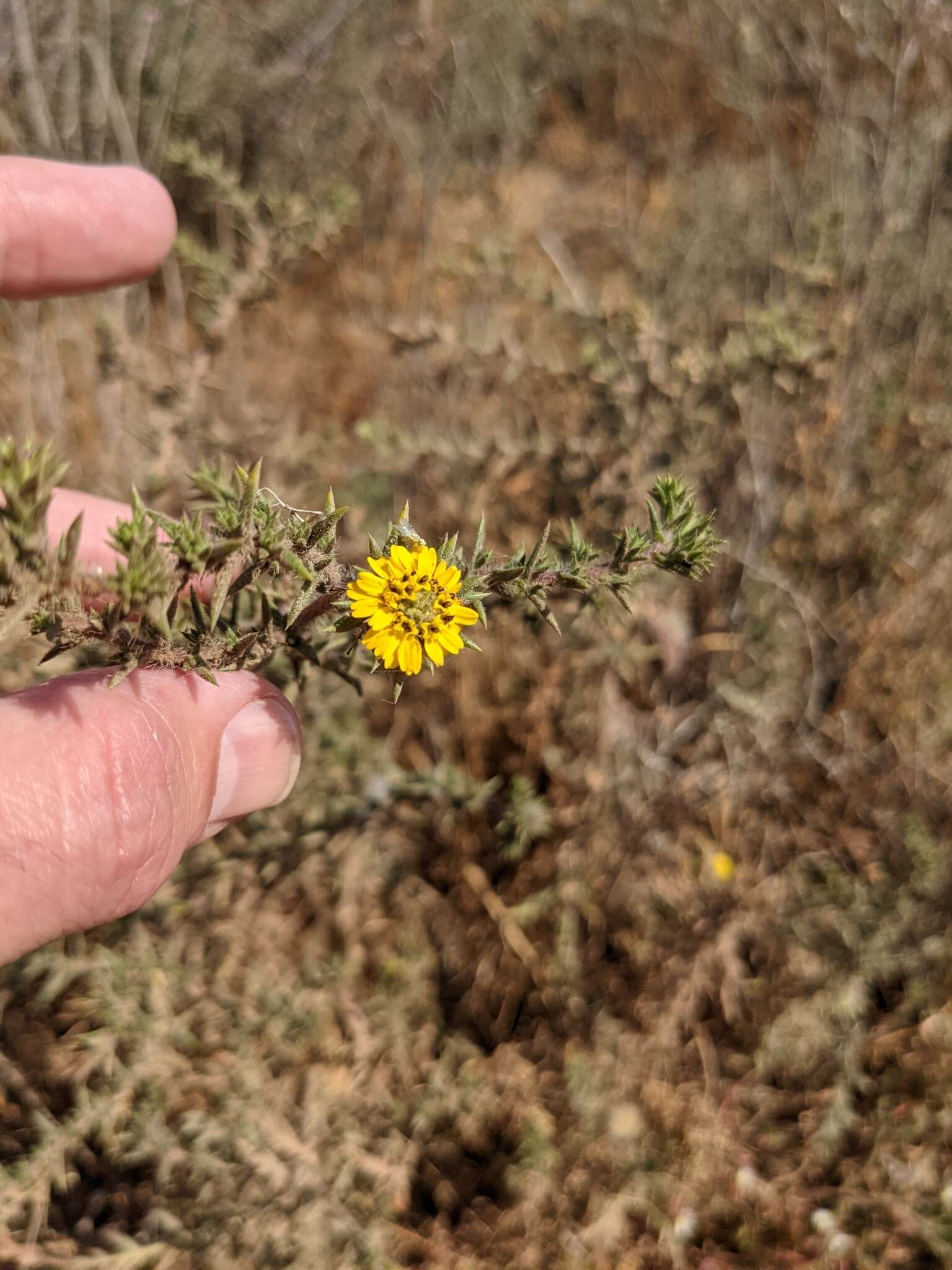 Image of Parry's False Tarplant