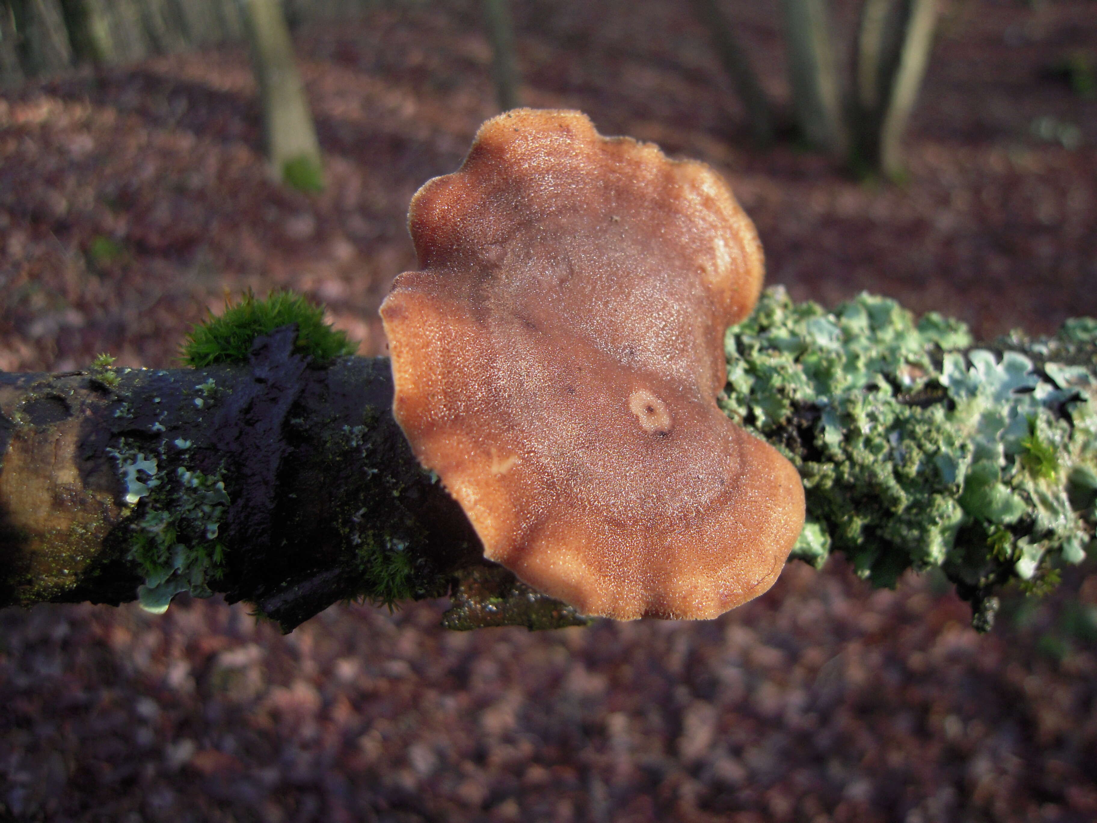 Image of Lentinus substrictus (Bolton) Zmitr. & Kovalenko 2016