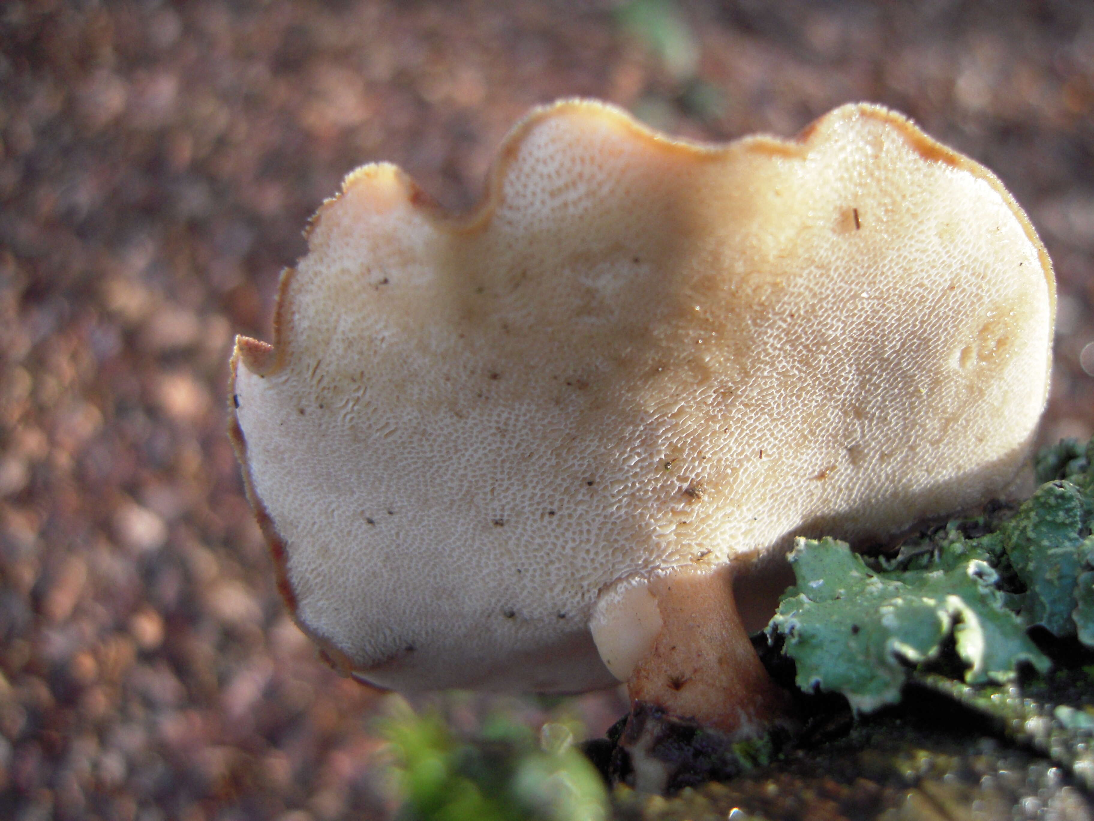 Image of Lentinus substrictus (Bolton) Zmitr. & Kovalenko 2016