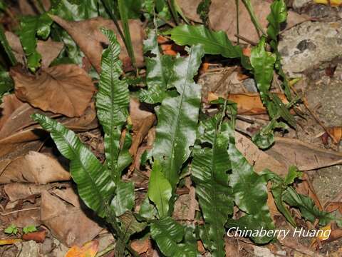 Image of Leptochilus wrightii (Hook.) X. C. Zhang