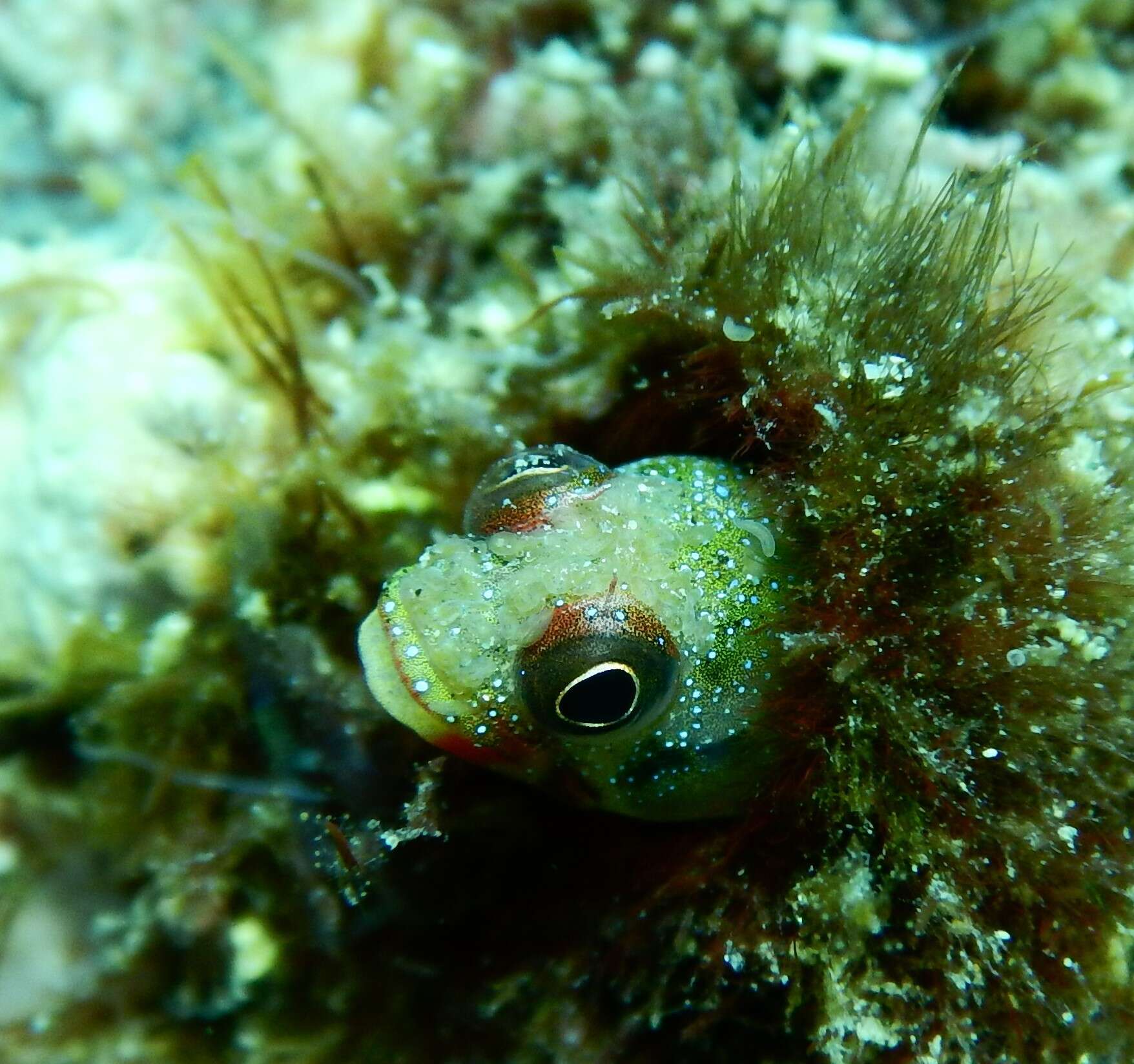 Image of Barnacle Blenny