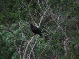 Image de Pigeon des lauriers