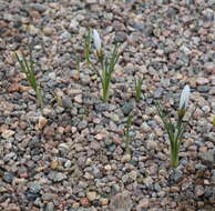 Image de Crocus cartwrightianus Herb.