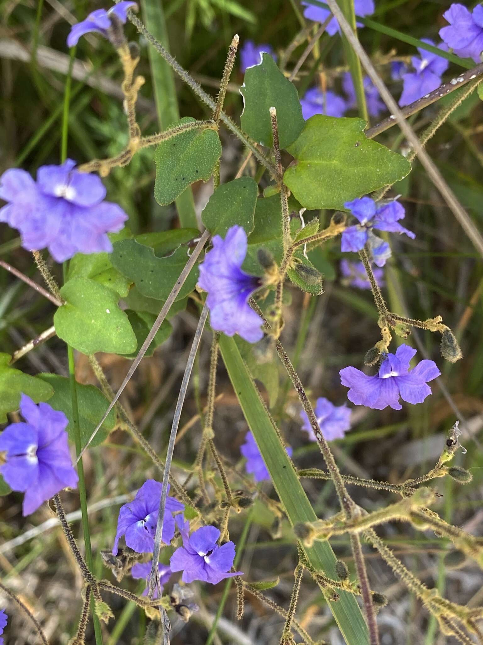 Image of Dampiera hederacea R. Br.