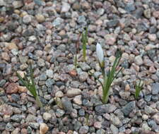 Image de Crocus cartwrightianus Herb.