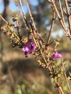 Image of Prostanthera howelliae Blakely