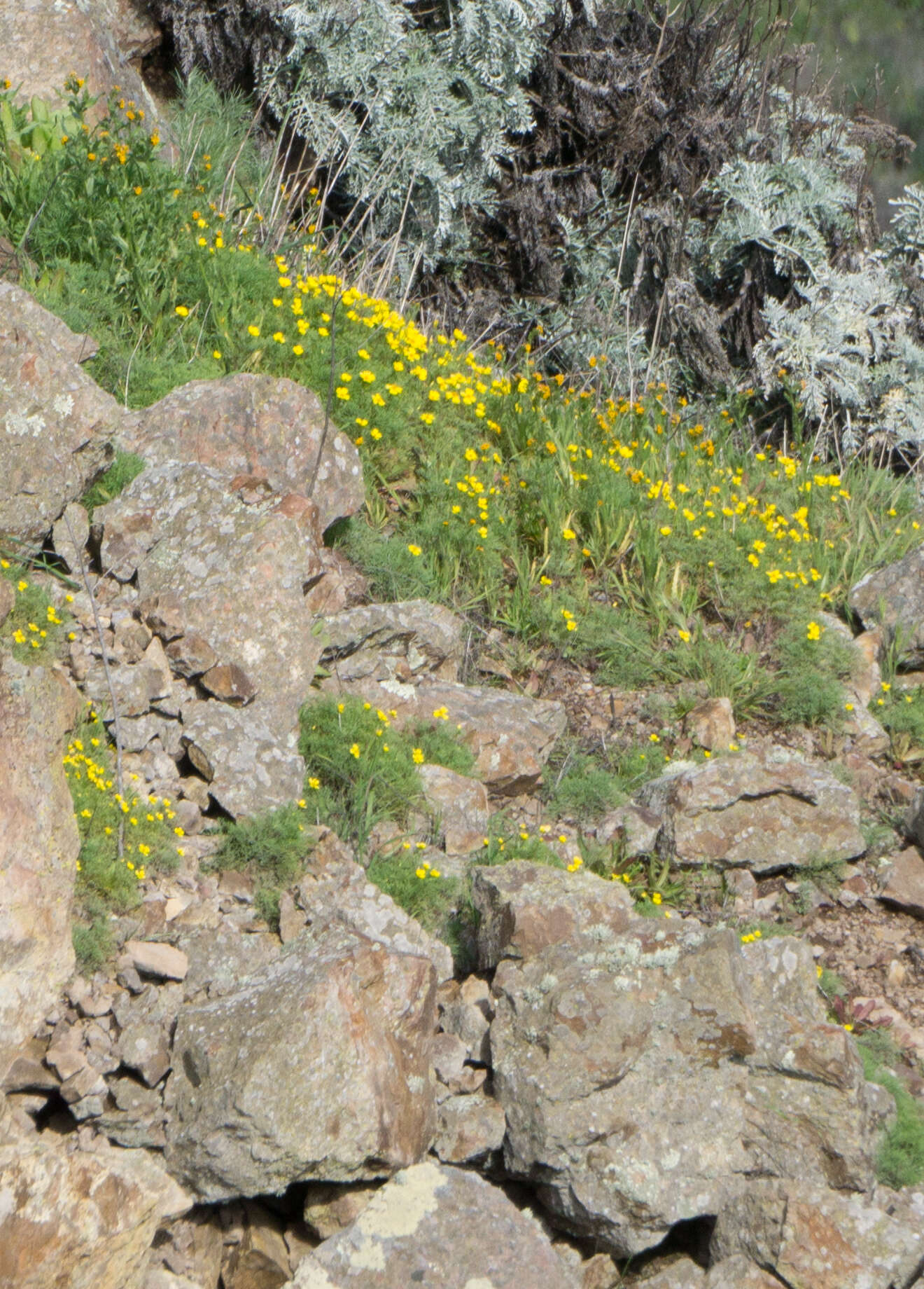 Imagem de Eschscholzia ramosa (Greene) Greene