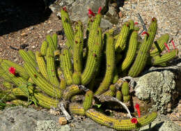 Image of Cleistocactus samaipatanus (Cárdenas) D. R. Hunt