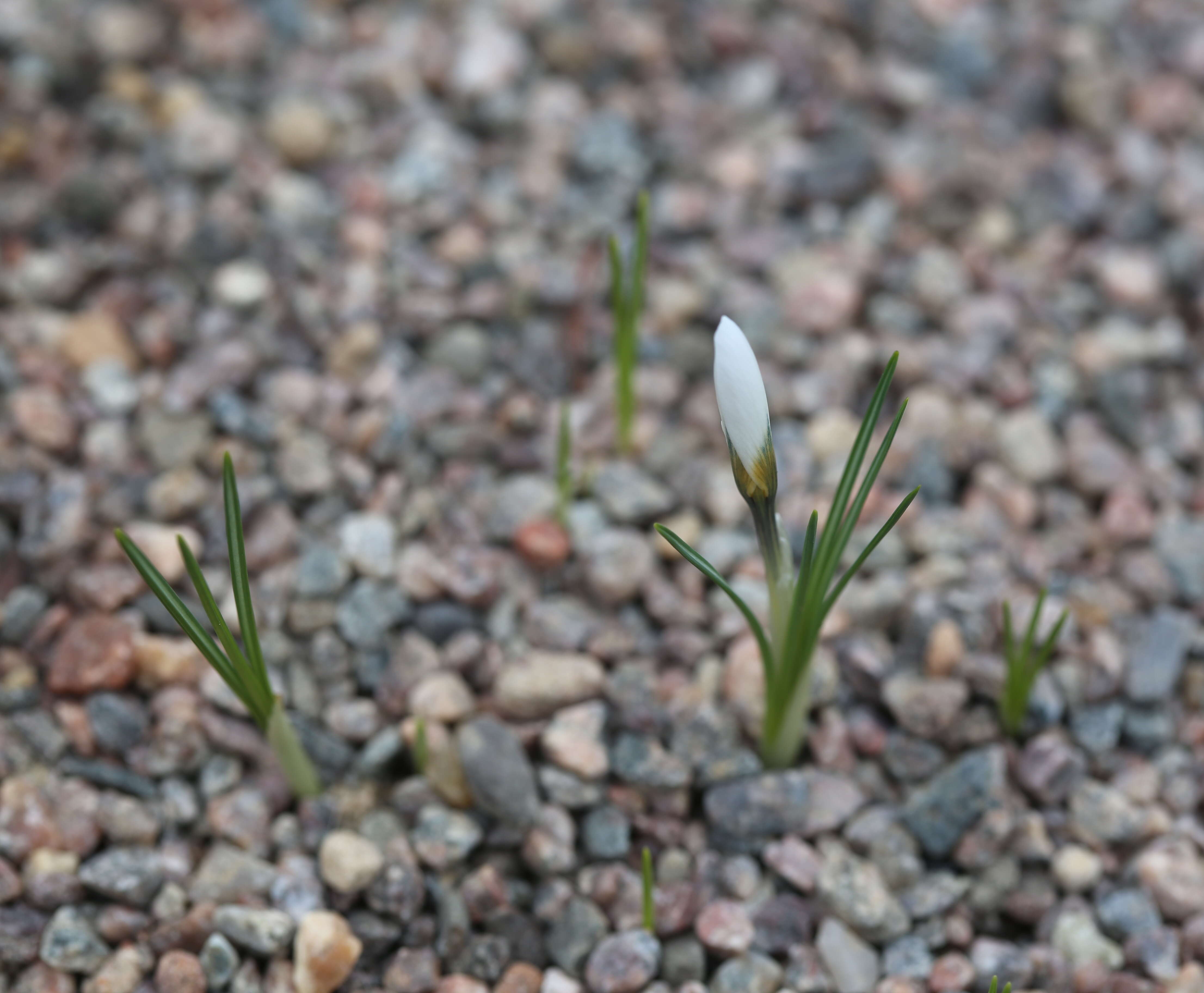 Image de Crocus cartwrightianus Herb.