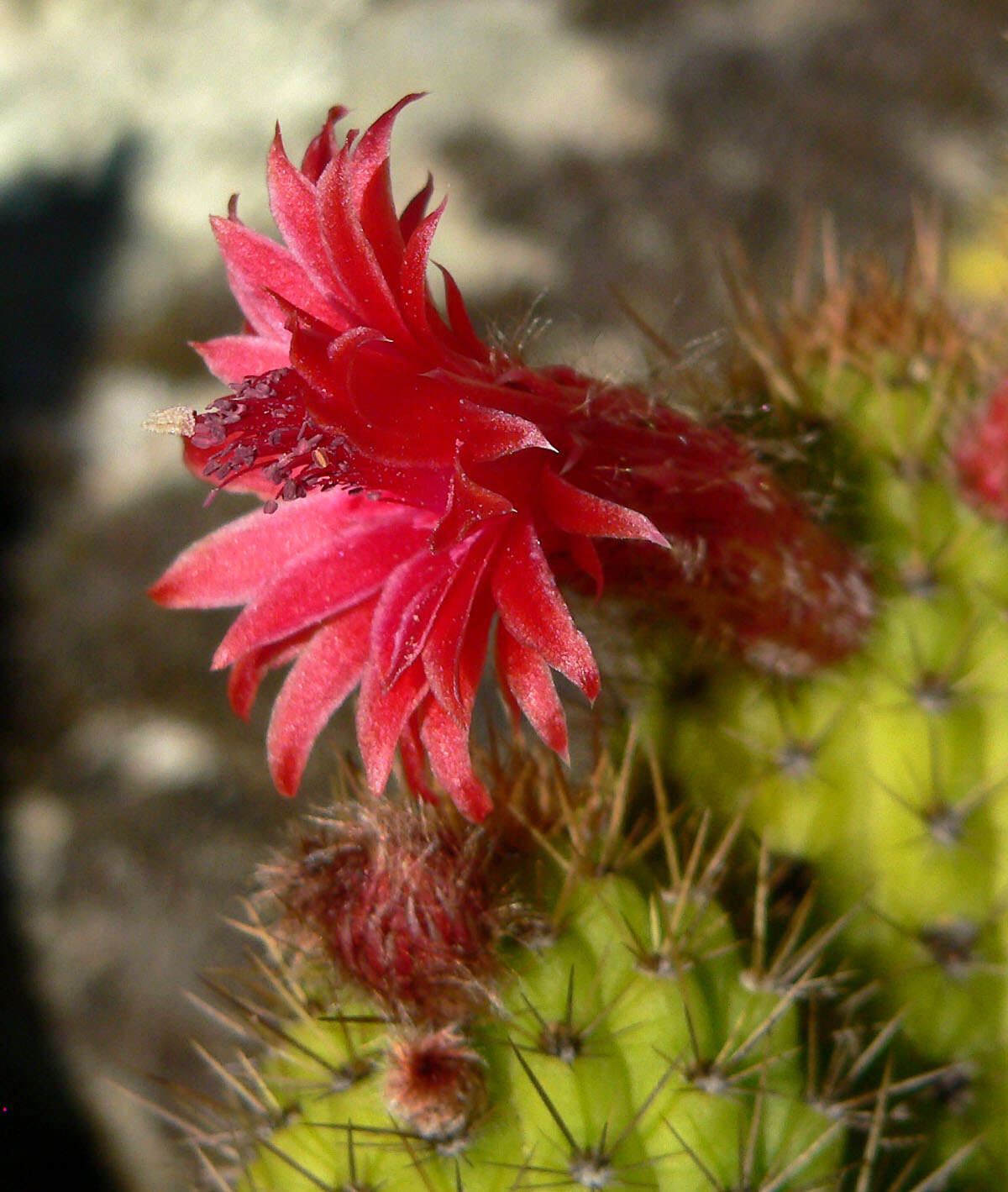 Image of Cleistocactus samaipatanus (Cárdenas) D. R. Hunt