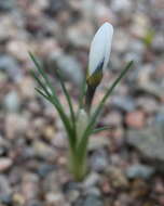 Image de Crocus cartwrightianus Herb.