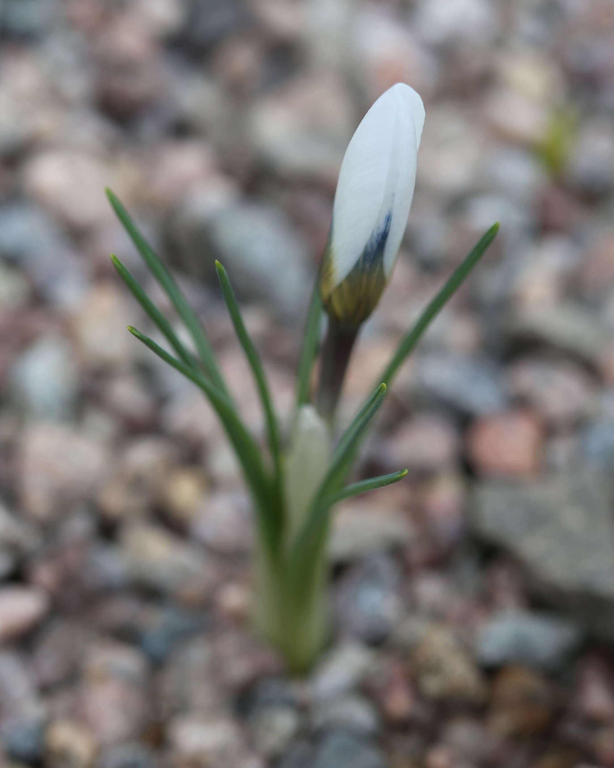 Image de Crocus cartwrightianus Herb.