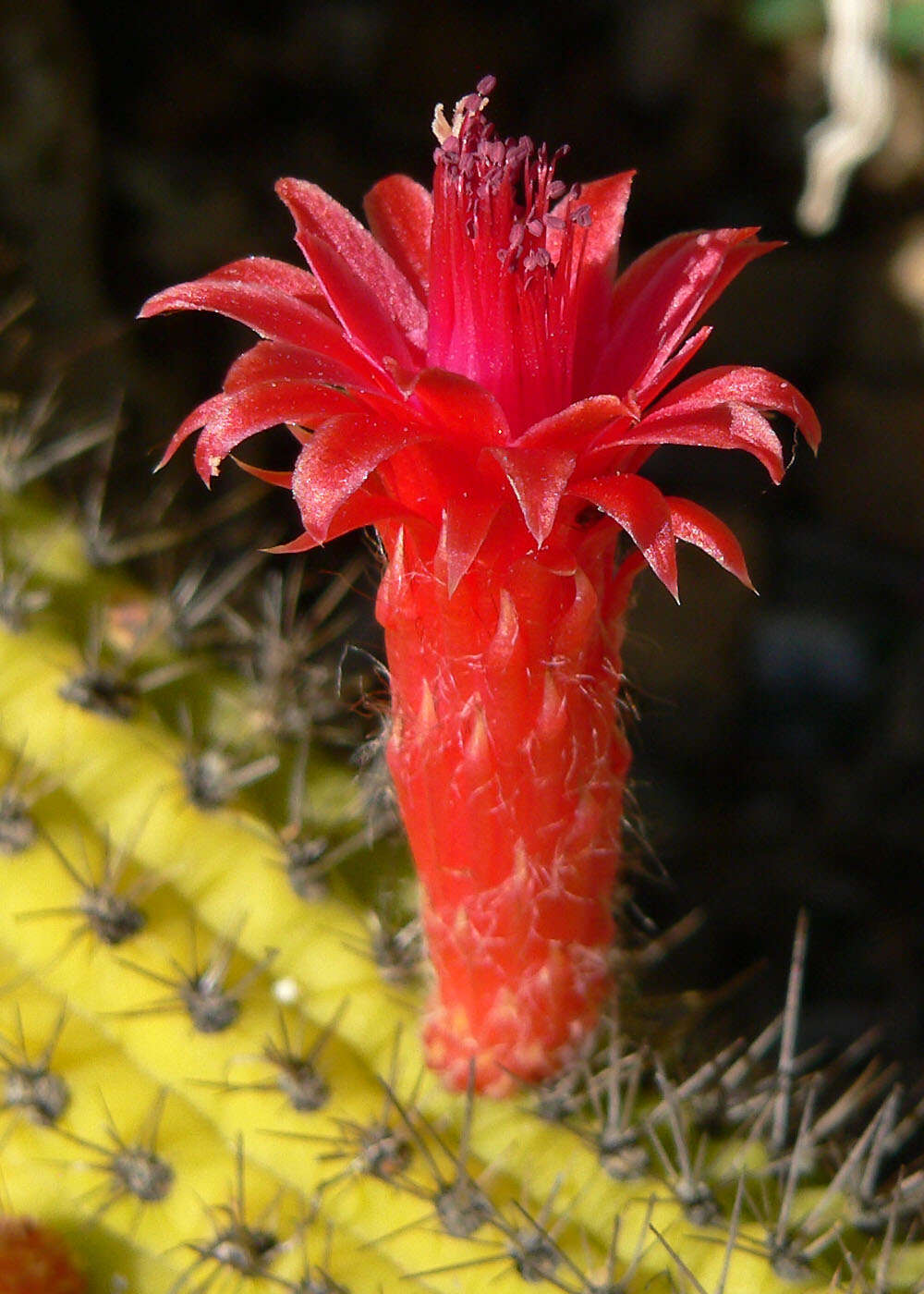 Image of Cleistocactus samaipatanus (Cárdenas) D. R. Hunt