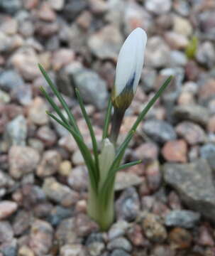 Image de Crocus cartwrightianus Herb.