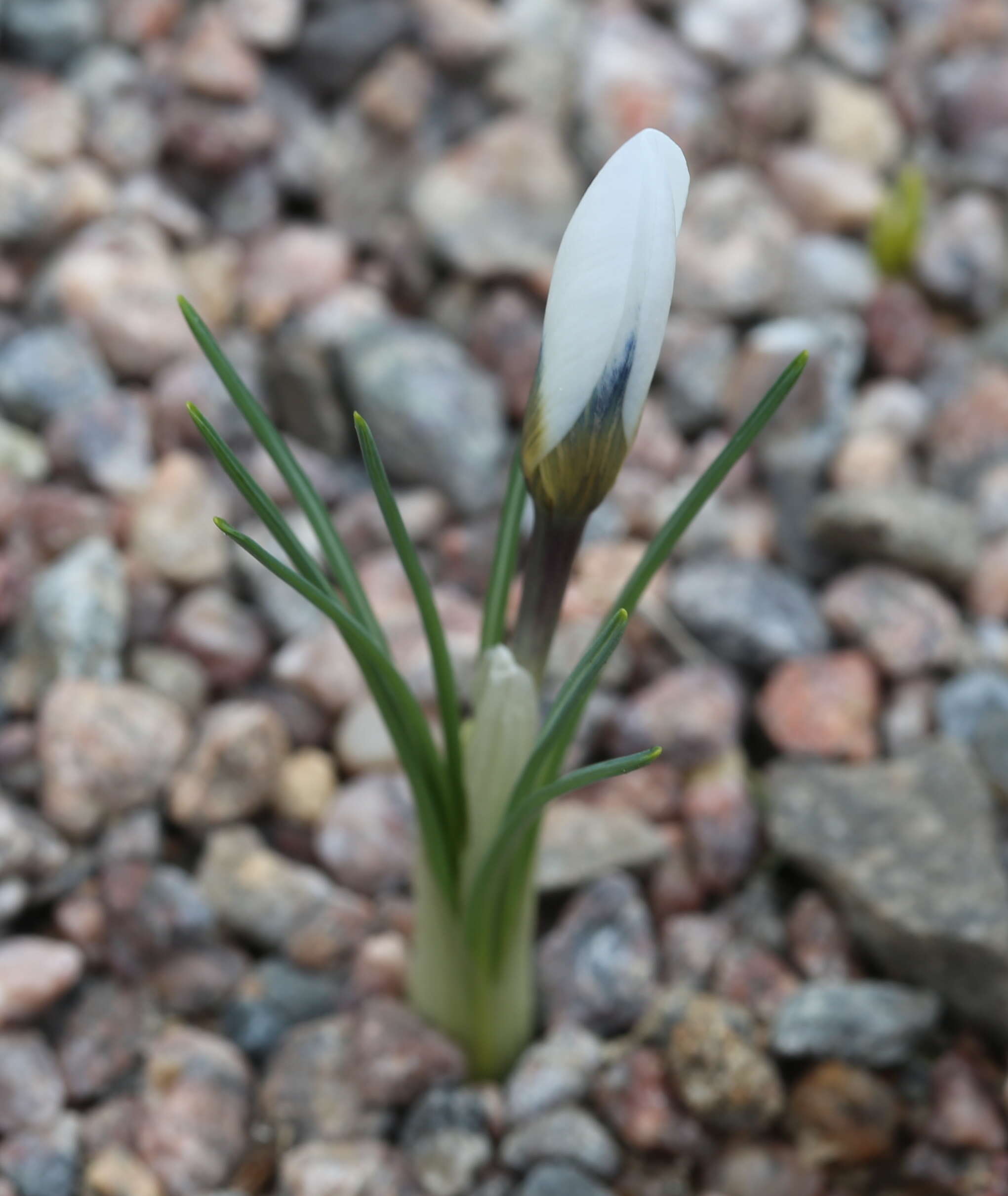 Image de Crocus cartwrightianus Herb.