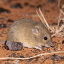 Image of Plains Mouse