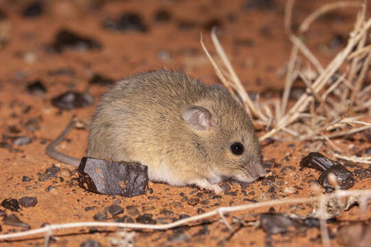 Image of Plains Mouse