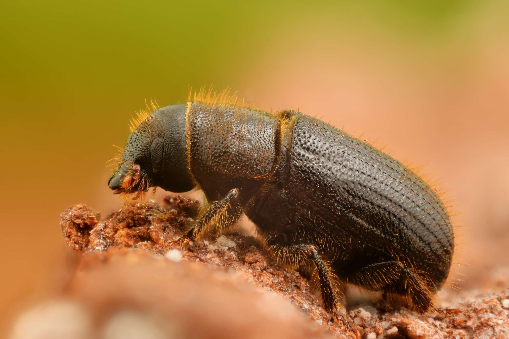 Image of European spruce beetle