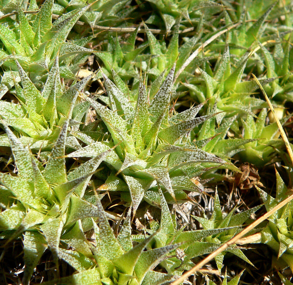 Image of Deuterocohnia brevifolia (Griseb.) M. A. Spencer & L. B. Sm.