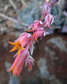 Image of Echeveria runyonii Rose