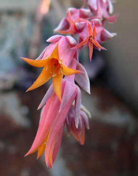 Image of Echeveria runyonii Rose