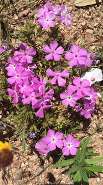 Image of McAllister's phlox