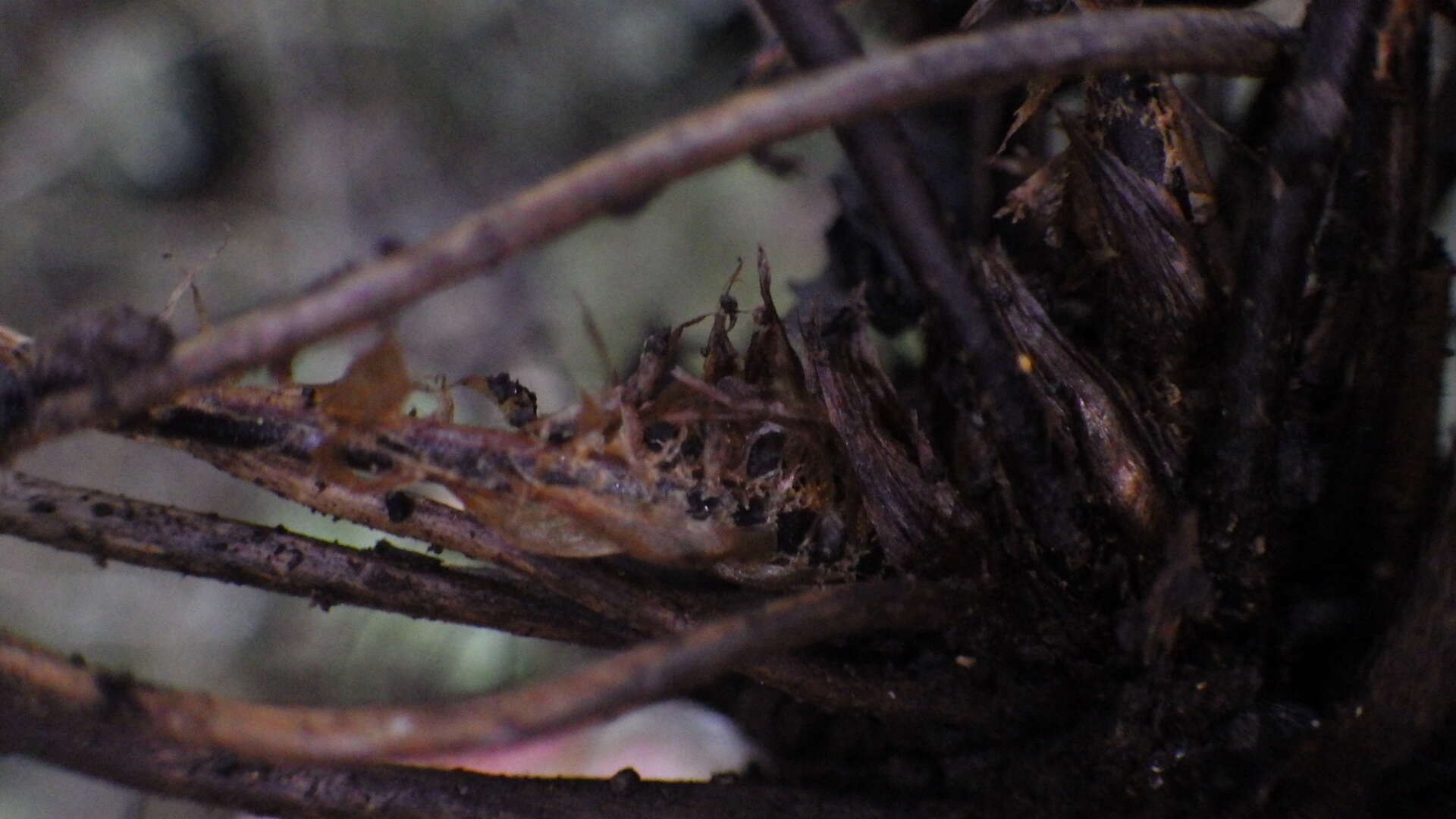 Polystichum trapezoides C. Presl的圖片