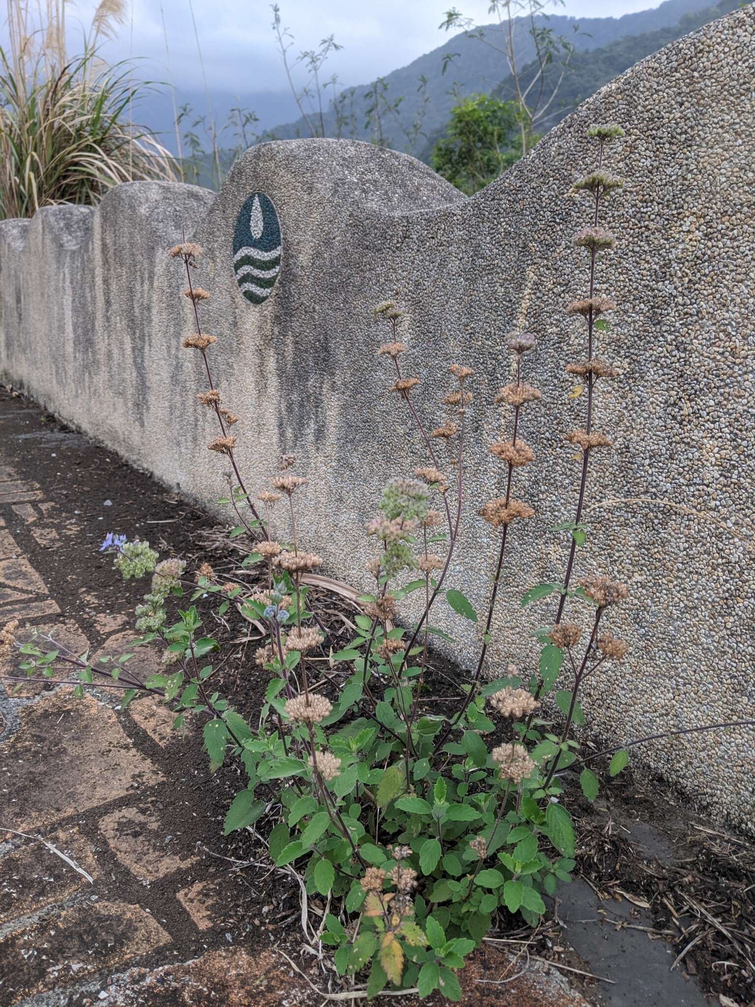 Image of Caryopteris incana (Thunb. ex Houtt.) Miq.