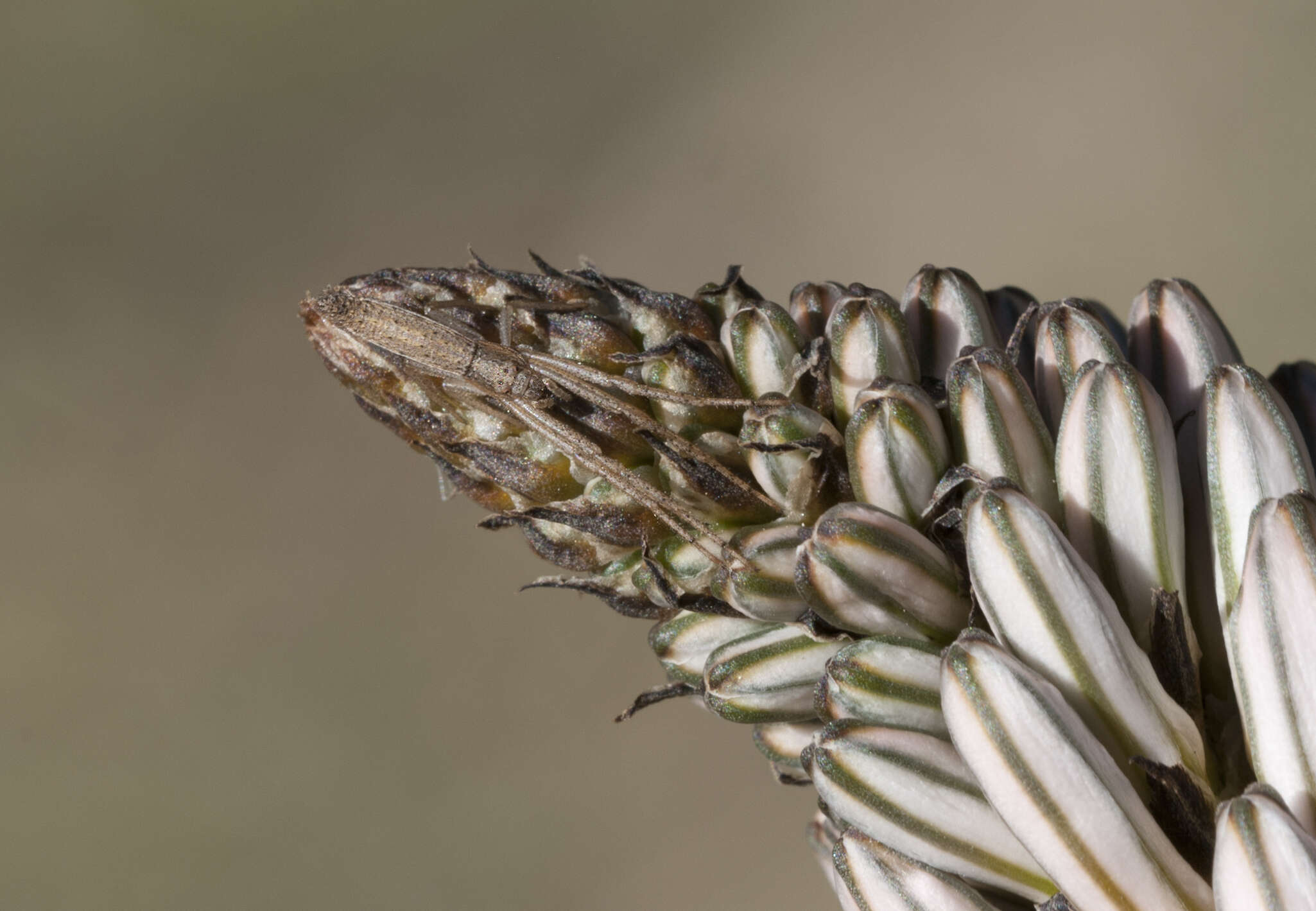 Image of Asphodelus aestivus Brot.