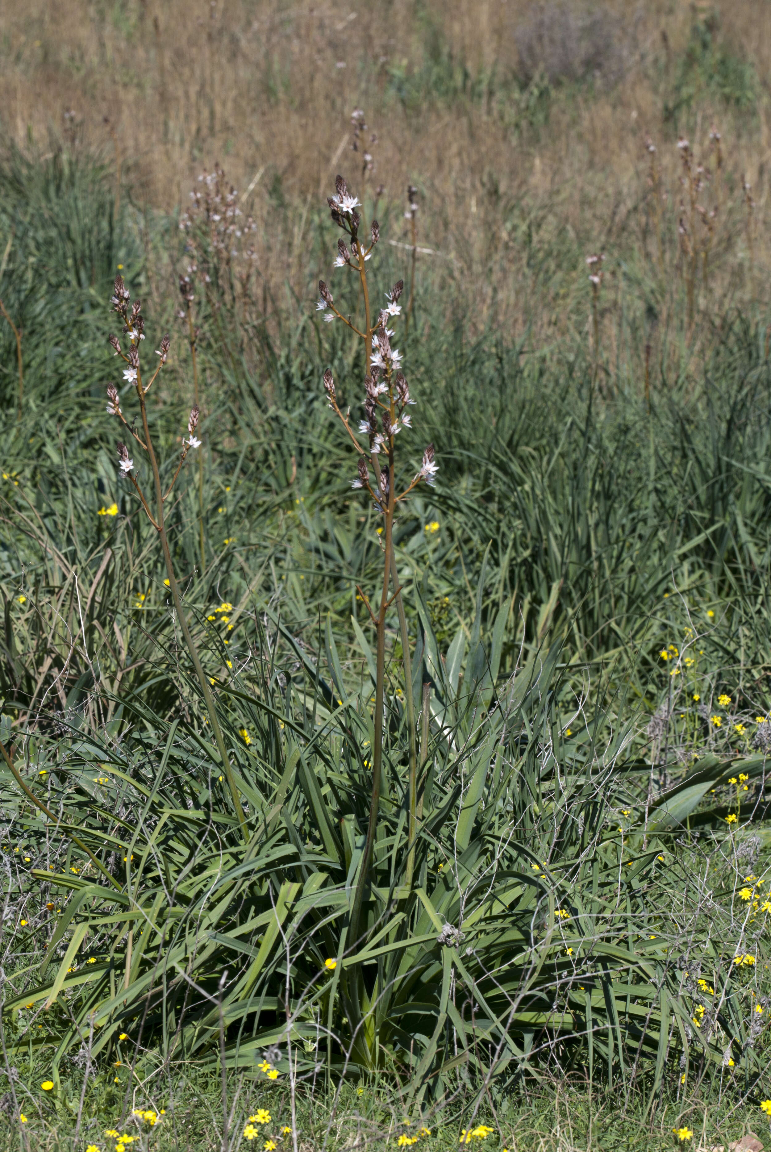 Image of Asphodelus aestivus Brot.