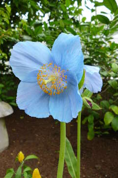 Image of Meconopsis betonicifolia Franch.