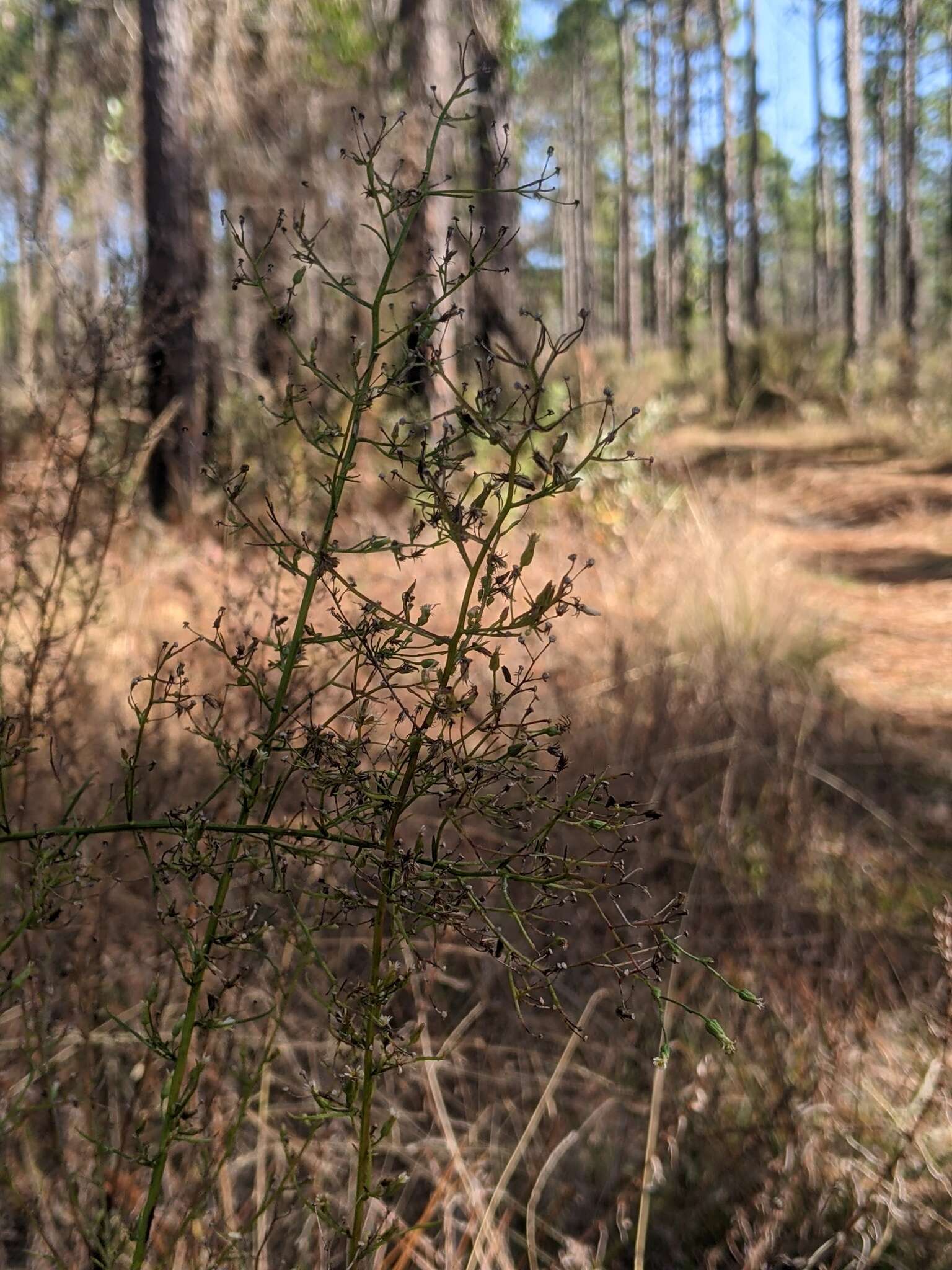 Image of Canadian Horseweed