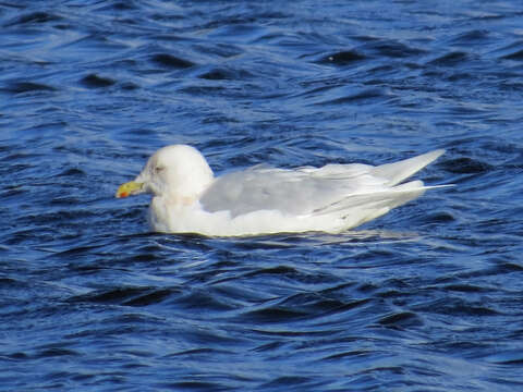 Image of Iceland Gull