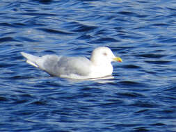 Image of Iceland Gull