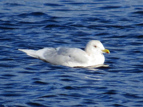 Image of Iceland Gull