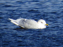 Image of Iceland Gull