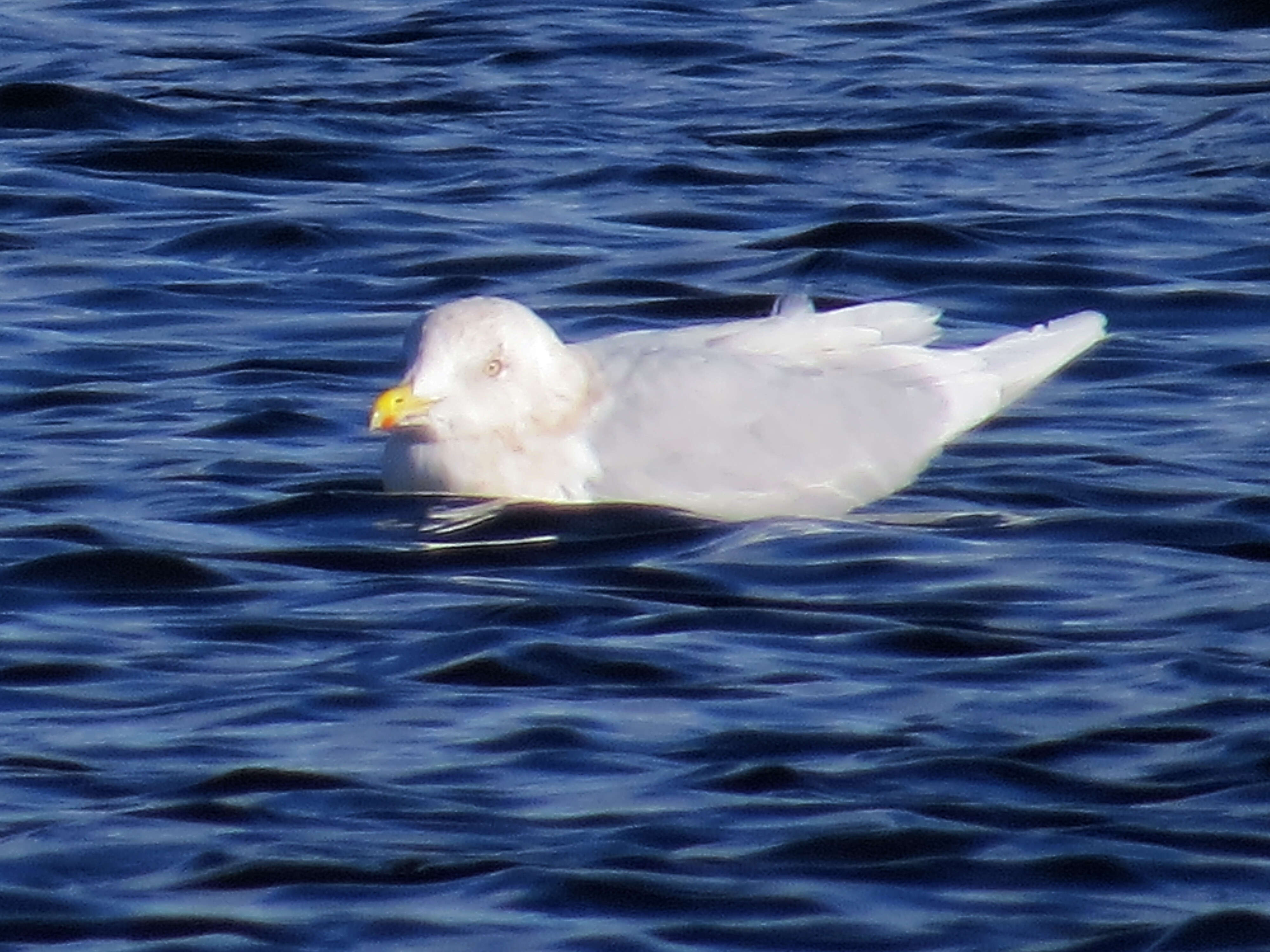 Image of Iceland Gull