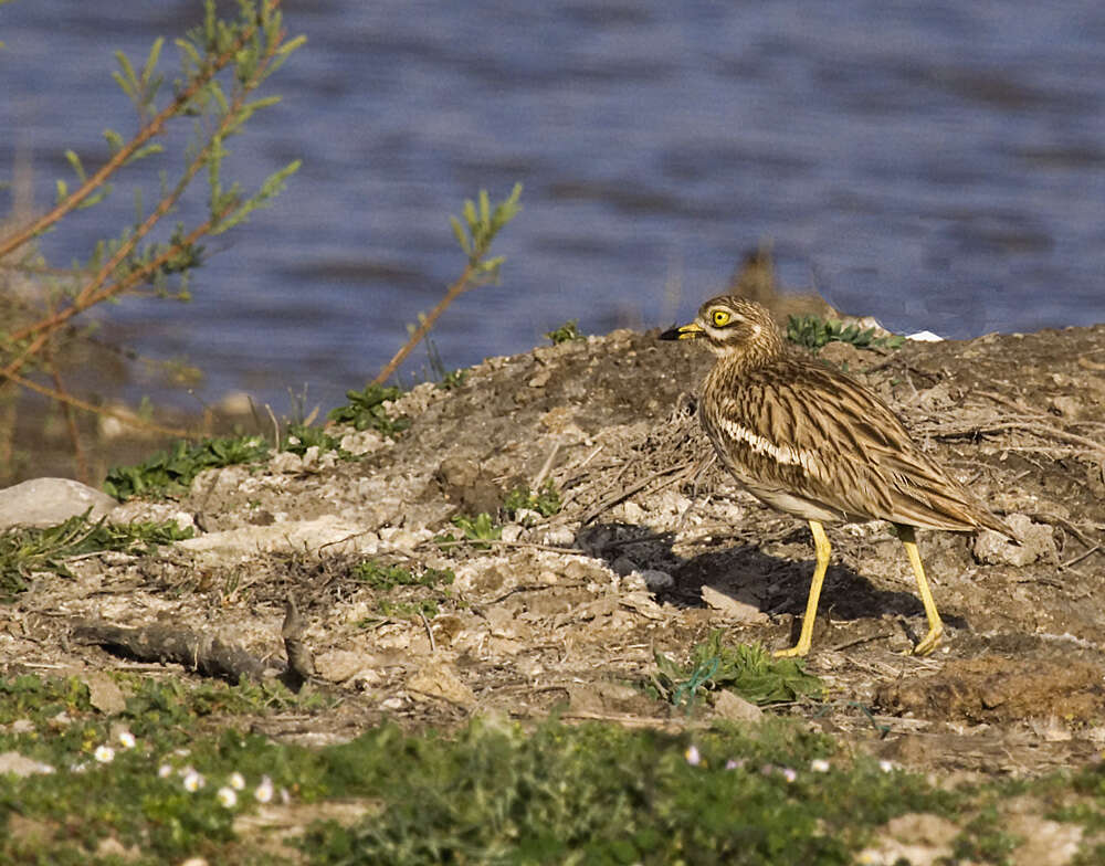 Image of Eurasian Stone-curlew