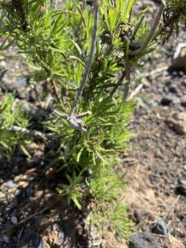 Image de Allagopappus canariensis (Willd.) Greuter