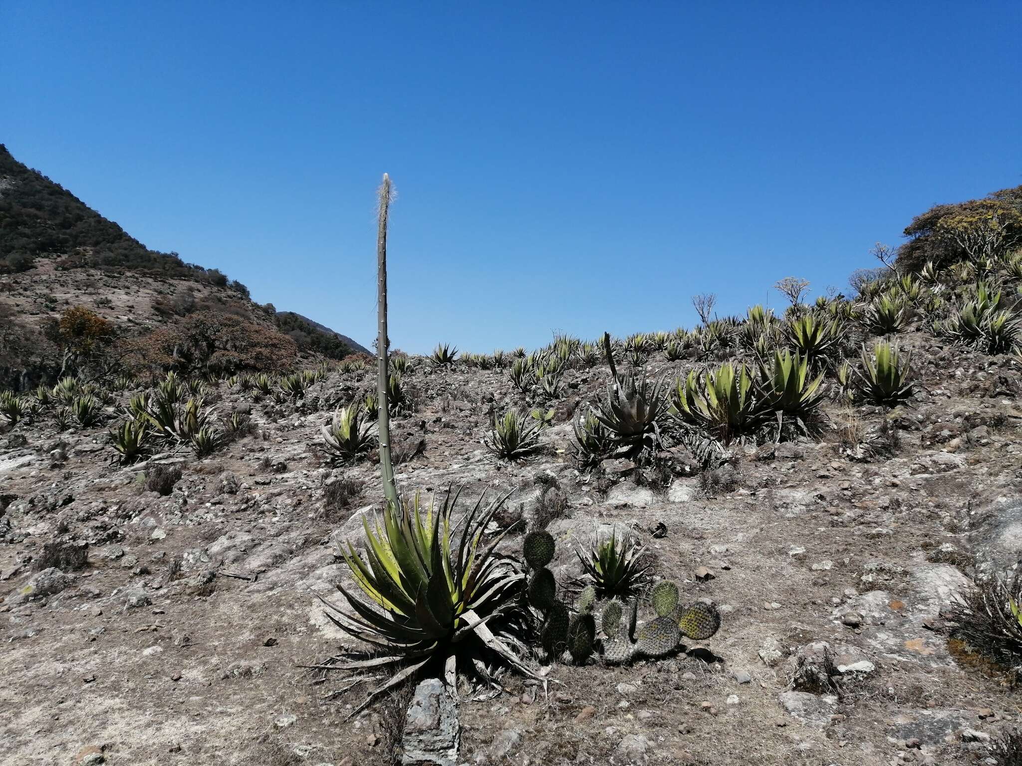 Слика од Agave triangularis Jacobi