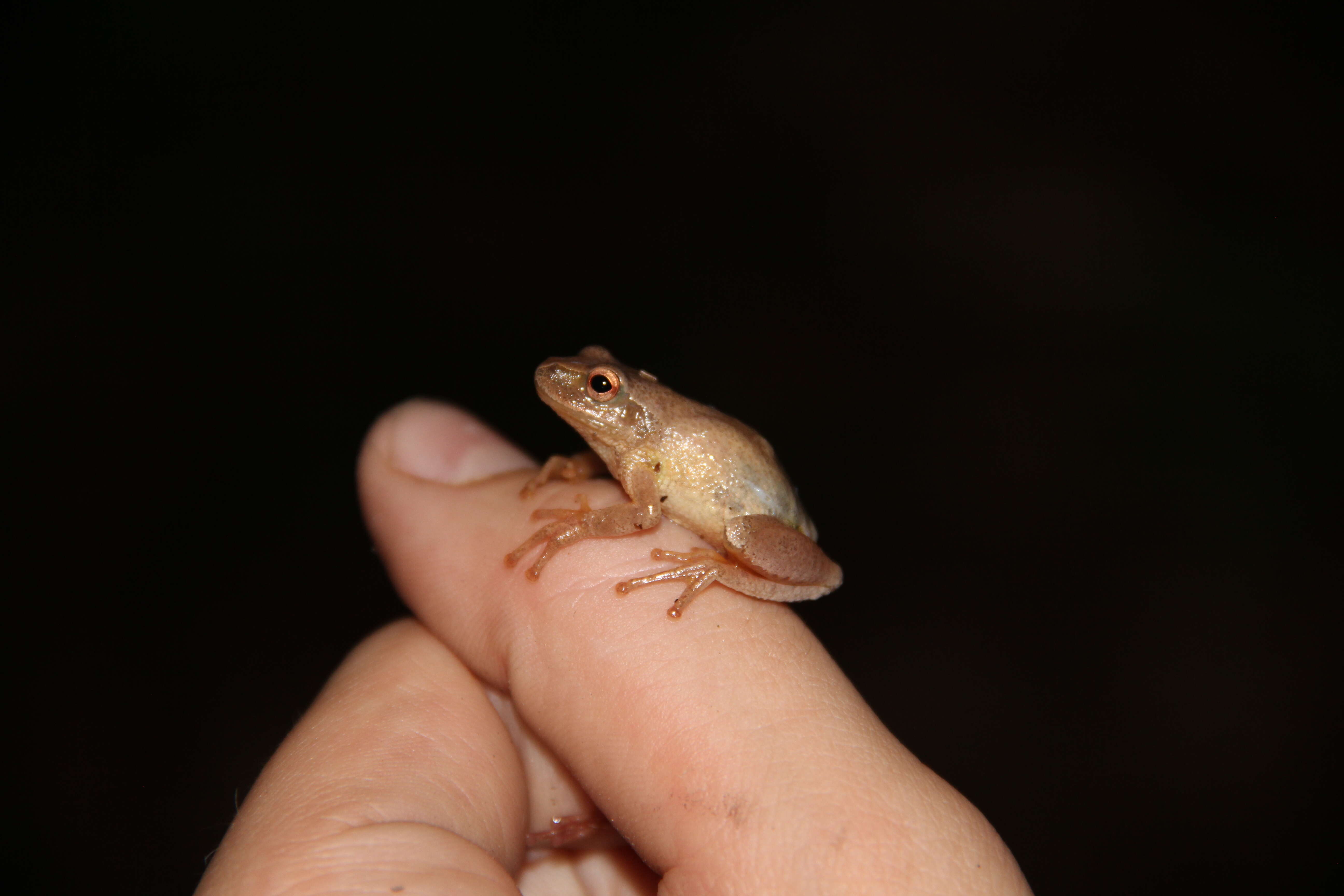 Image of Spring Peeper