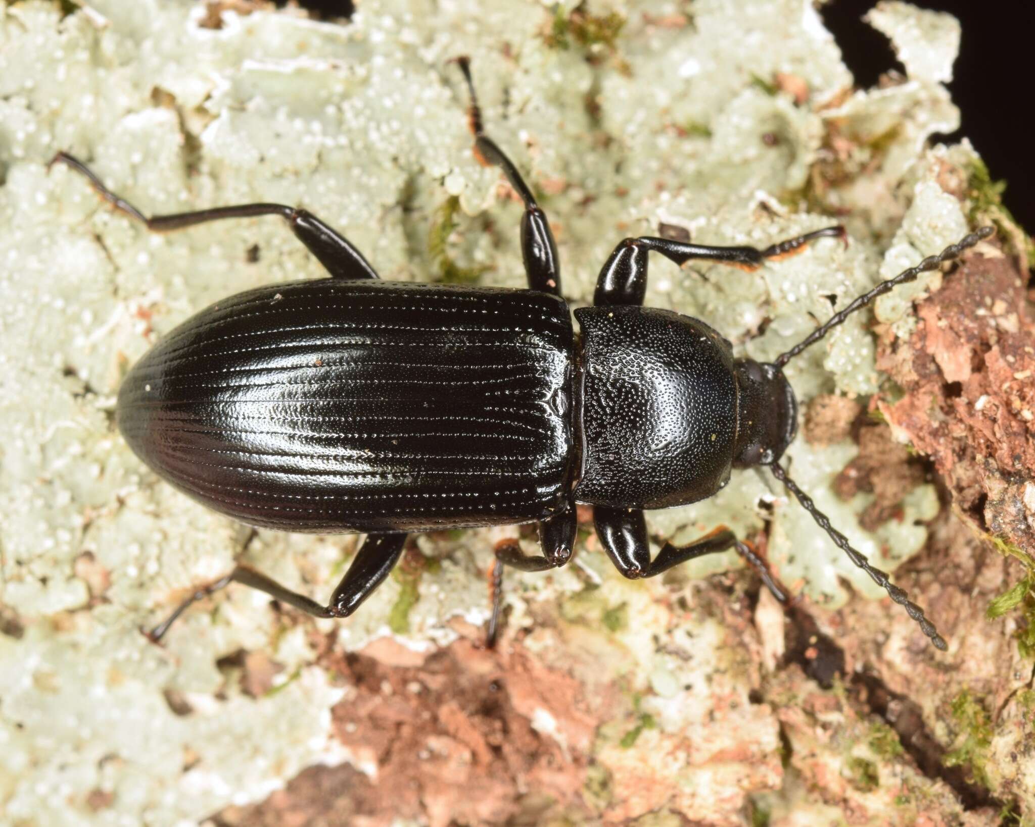 Image of Centronopus (Menechides) calcaratus (Fabricius 1798)