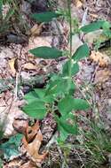 Image of Rayless Mock Goldenrod