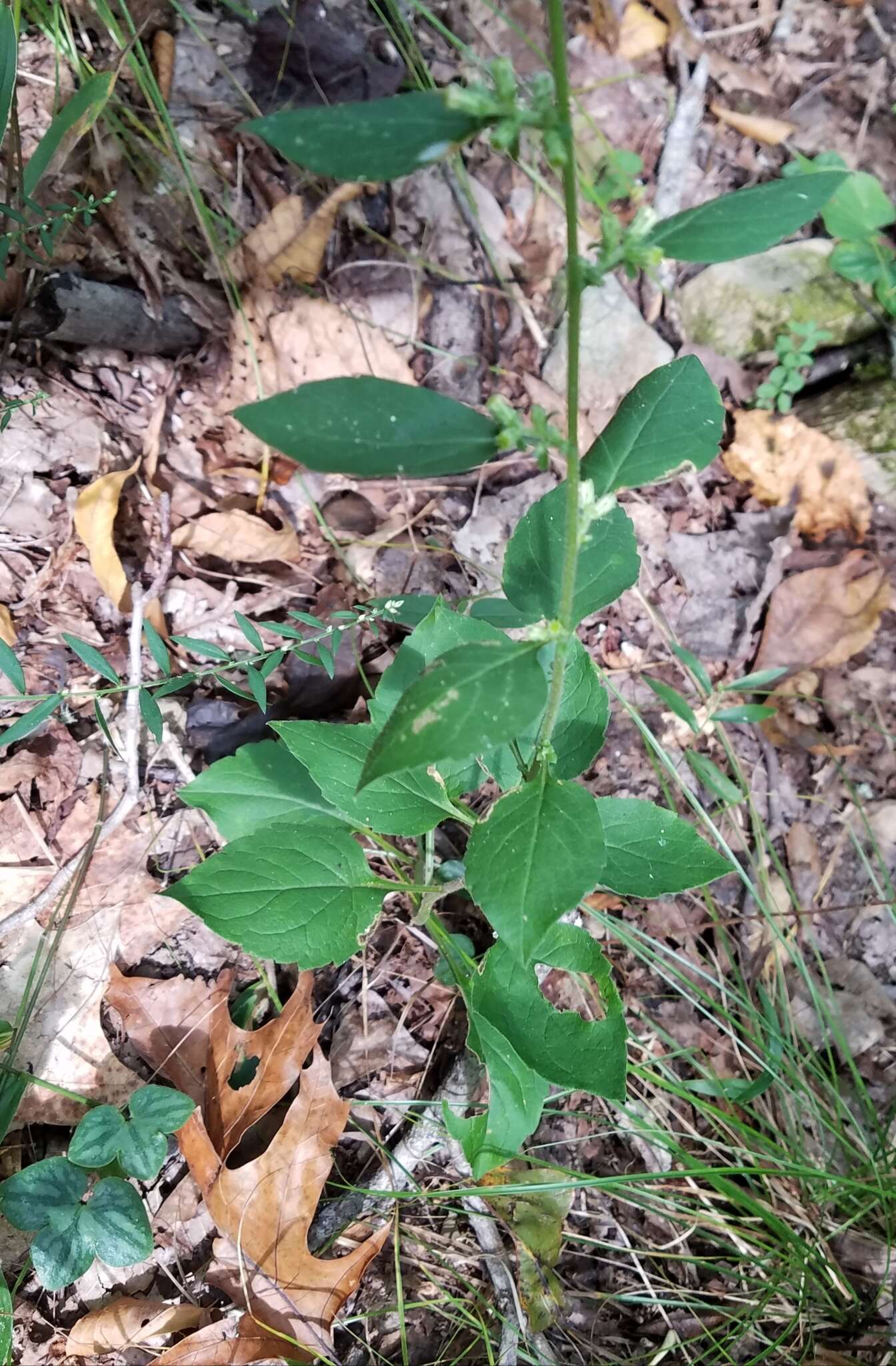 Image of Rayless Mock Goldenrod